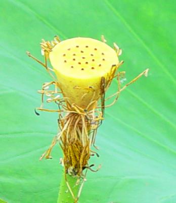 seedpod of the lotus