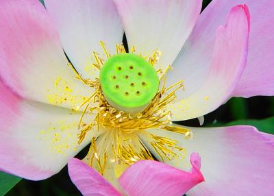 seedpod of the lotus-1