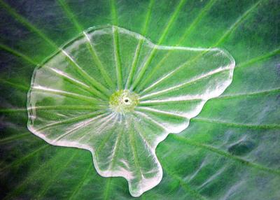 glob on Lotus Leaf