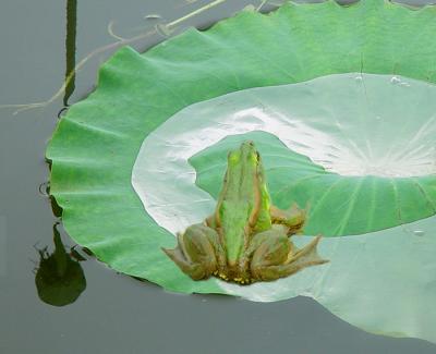 frog on Lotus Leaf