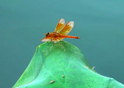 dragonfly on  lotus leaf