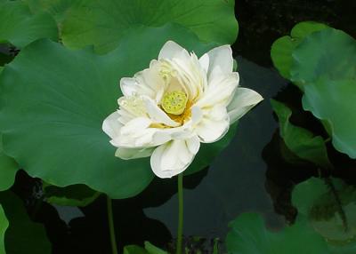 lotus-7