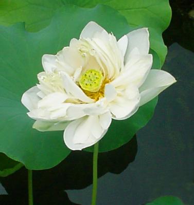 lotus-8