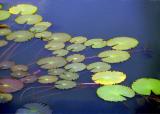 water  lily-melody94