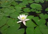 water lily-a