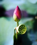 bud ,seedpod of lotus