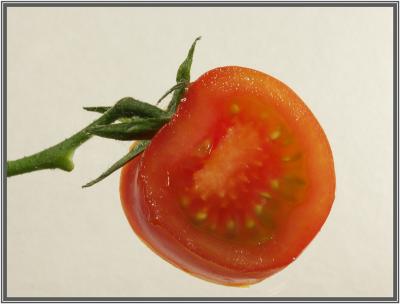 u39/seebee/medium/25841881.P2071217Tomato.jpg