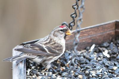 Redpoll_Common 2049A.jpg