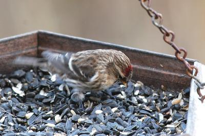 Redpoll_Common 2054A.jpg