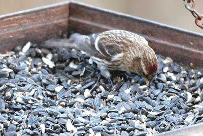 Redpoll_Common 2057A.jpg