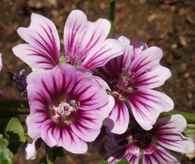 Flower box beauties