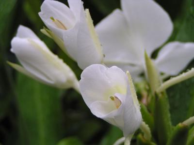 White Ginger, (Hedychium coronarium)