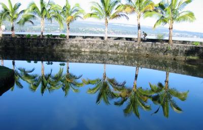 Palm reflections