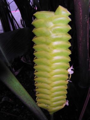 Rattlesnake Plant, Calathea crotalifera (Marantaceae)