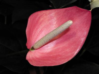 Anthurium, pink