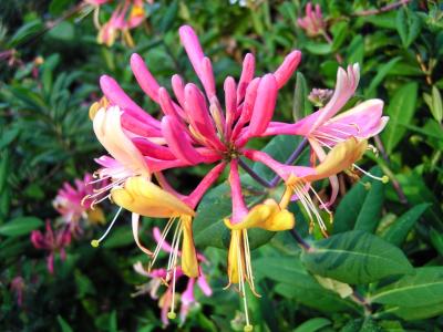 Pink Honeysuckle