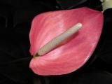 Anthurium, pink