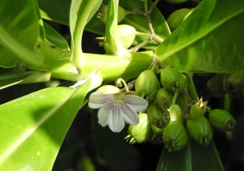 Naupaka (Scaevola taccada)