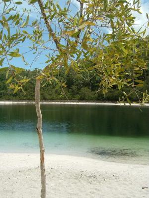 basin lake and tree