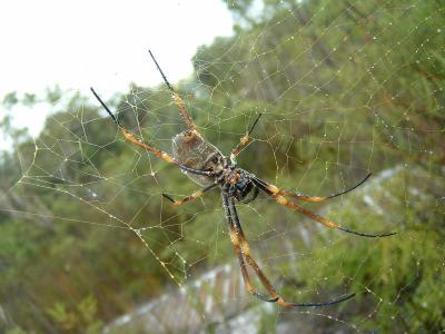 golden orb spider