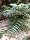 primative king ferns