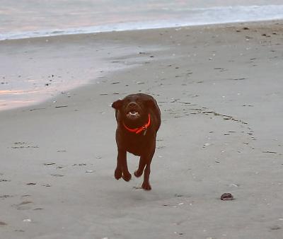 I used the AI Servo mode as this dog ran toward me.  It did a fairly good job of tracking the subject using the 50mm f/1.8 lens.  Of course at f1.8, it left a very shallow DOF.