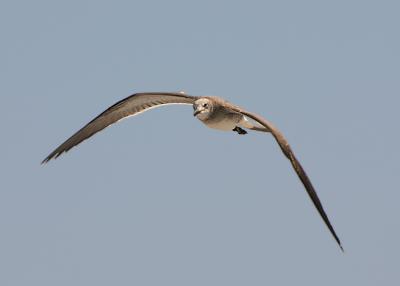Soaring High