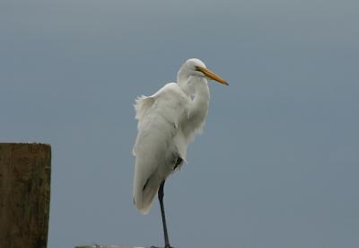 Heron One-legged