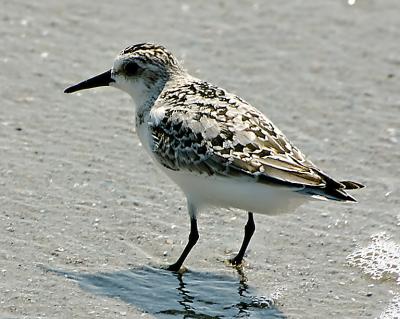 Beach Bird