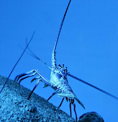 Lobster