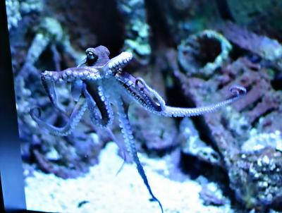 Octapus