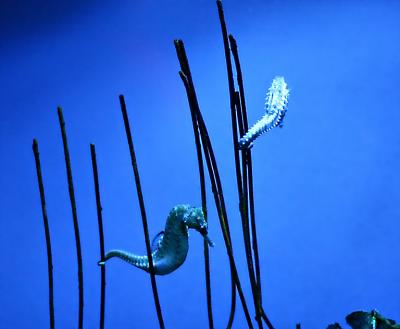 Seahorses