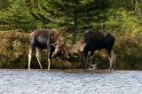 Moose (and other animals)  in Baxter State Park in Maine