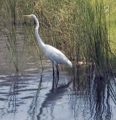 egret