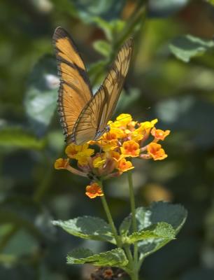 lantana butterflly