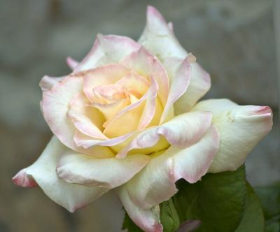 creamy pink rose