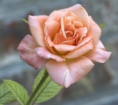 peach rose