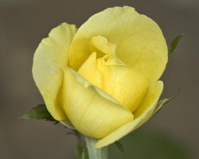 yellow rosebud