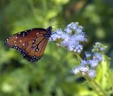 polka dot butterfly