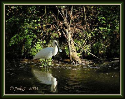 Jackeroo's-spoonbill