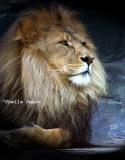Jambo looking very majestic