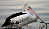 Australian pelican