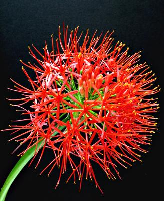 Scadoxus multiflorus