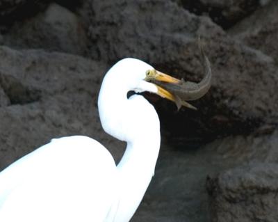 Great Egret with Fish _C239018.jpg