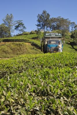 Ceylon Tea