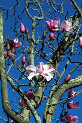 magnolia094.jpg