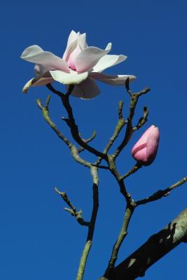 magnolia096.jpg