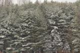 snowy trees.jpg