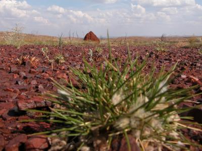 Distant Termite Mound