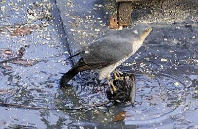 Sparrowhawk.